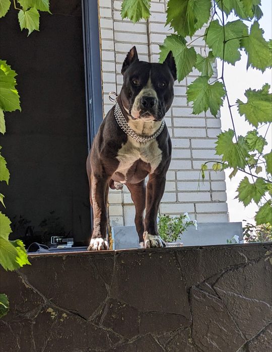 Амстафф для в'язки, розв'язанний, стафф, staff, amstaff