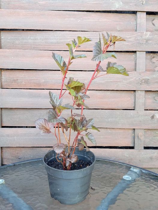 Pęcherznica zielona