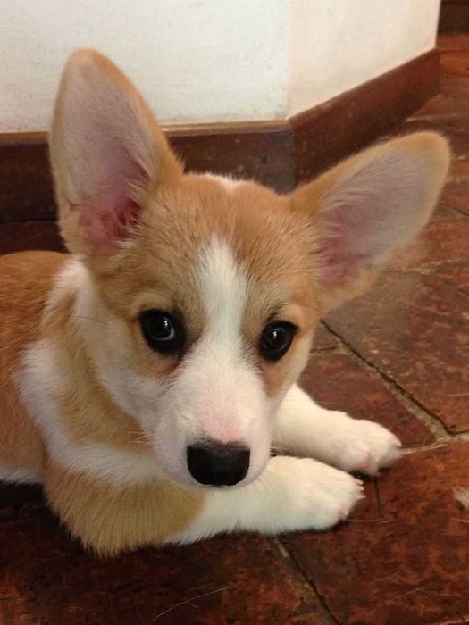 Маємо вільних цуценят коргі