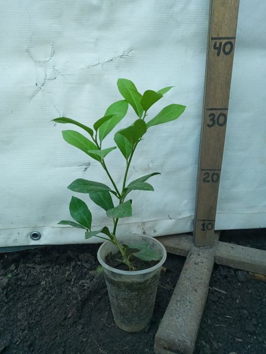 Добротні Лимони кімнатні