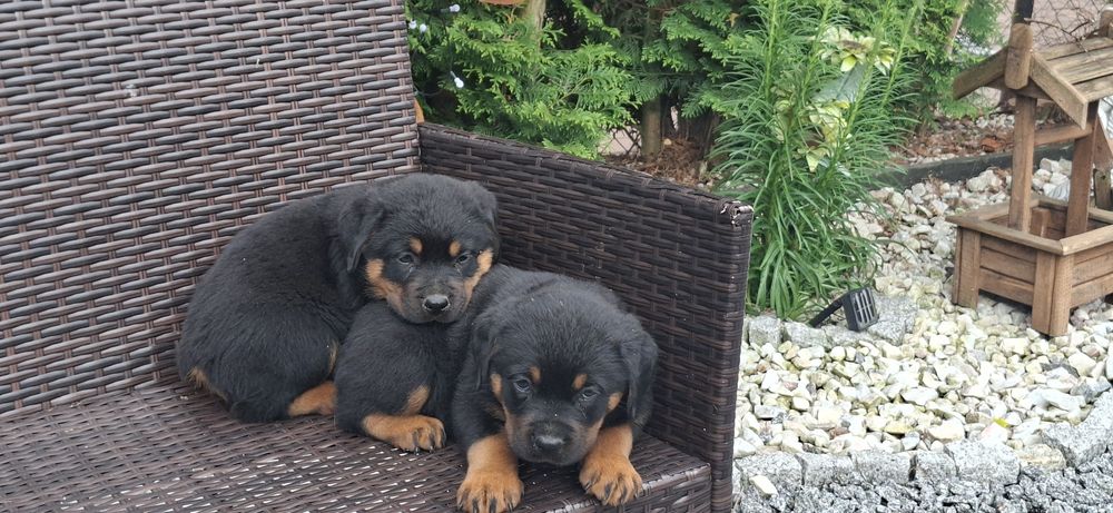 Rottweiler z metryką