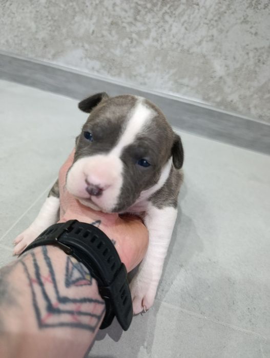 American staffordshire terrier Amstaff