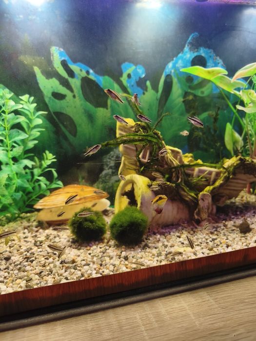 Пельвикохромис Пульчер