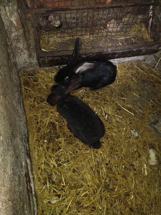 Króliki Belgijski Olbrzym