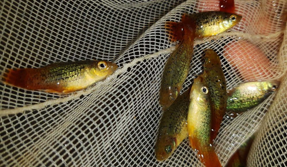 Zmienniak plamisty - Platynka - ODMIANA RAINBOW CALICO - dowóz