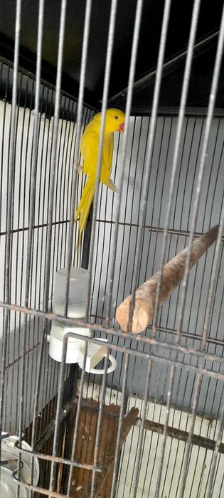 Ringneck com 1 ano fêmea sexada