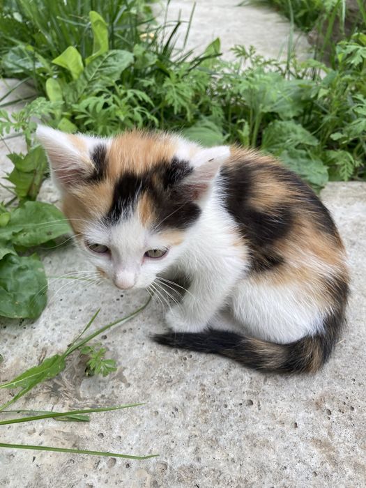 Котики та кішечка