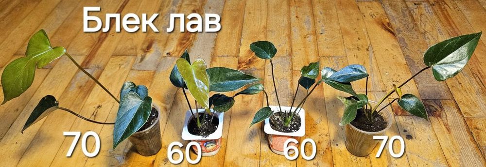 Антуріум чорний, Блек лав.