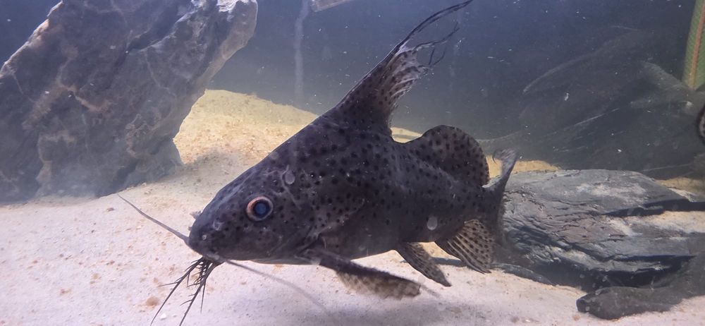 3 synodontis 25cm