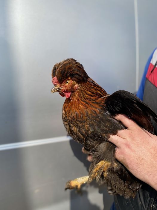 Яйце інкубаційне кур чубатих, хохлатих