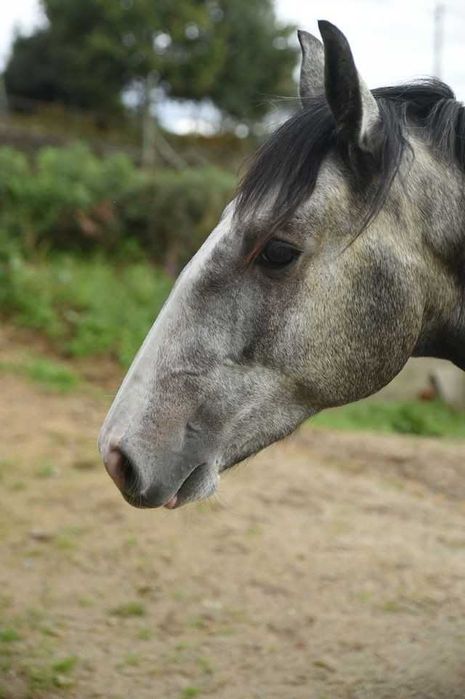 Cavalos lusitanos a venda