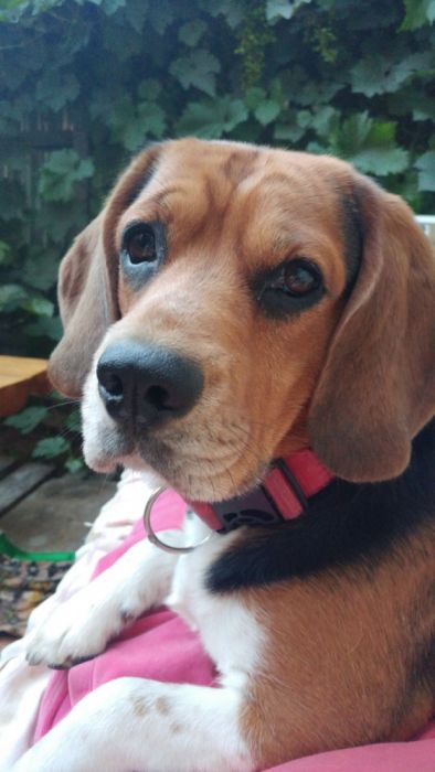 Вязка. Мальчик бигль ищет девочку!