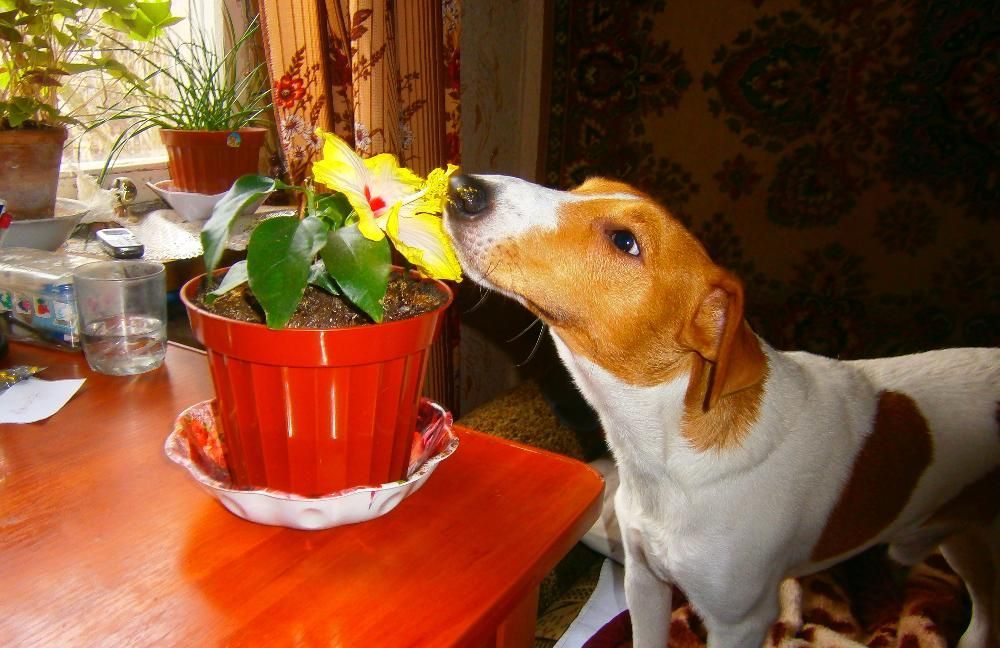 Фокстерьер для вязки