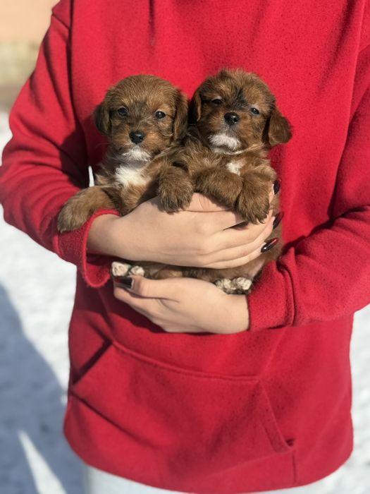 Чарівні цуцинята Чих-пу