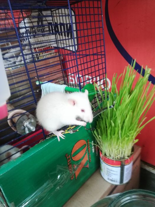 Крыски милашки малышки