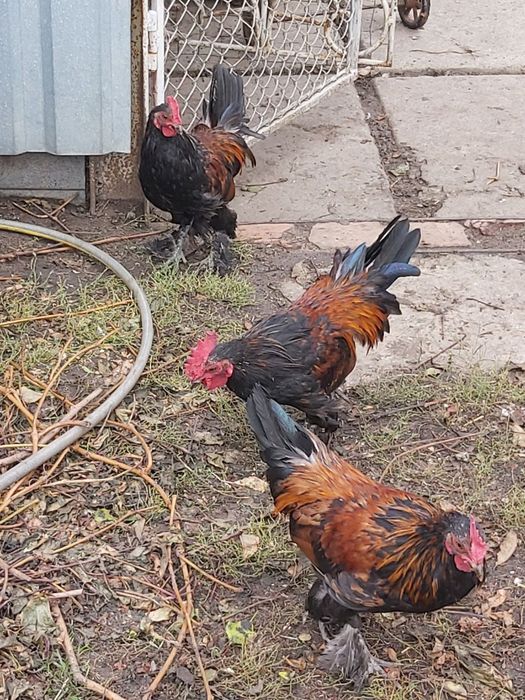 Петушки и курочки декоративной породы бентамки.