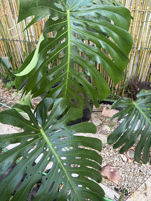 Monstera Deliciosa grandalhona
