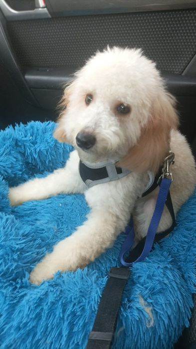 Piesek Pudel toy/miniaturowy