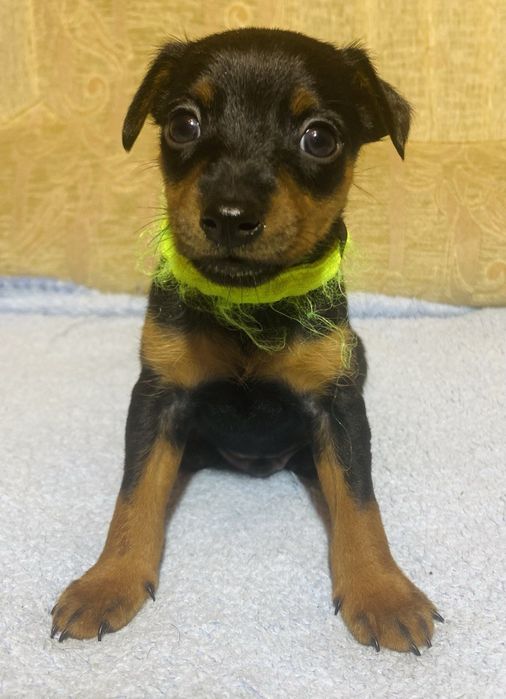 Щенки цвергпинчера