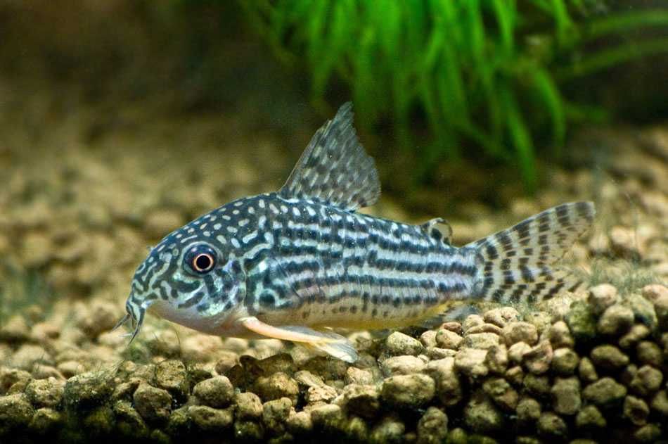 GB Kirys Sterby, Kirysek Sterby - dowóz ryb!