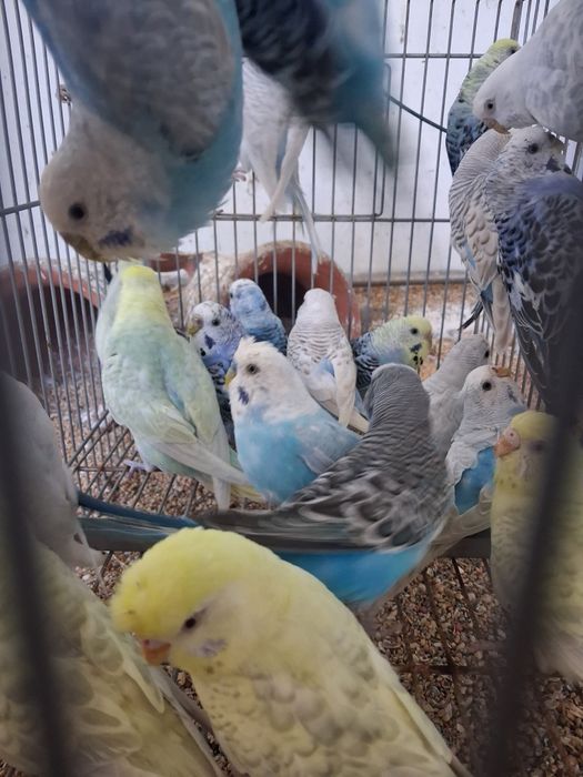 Periquitos de poupa