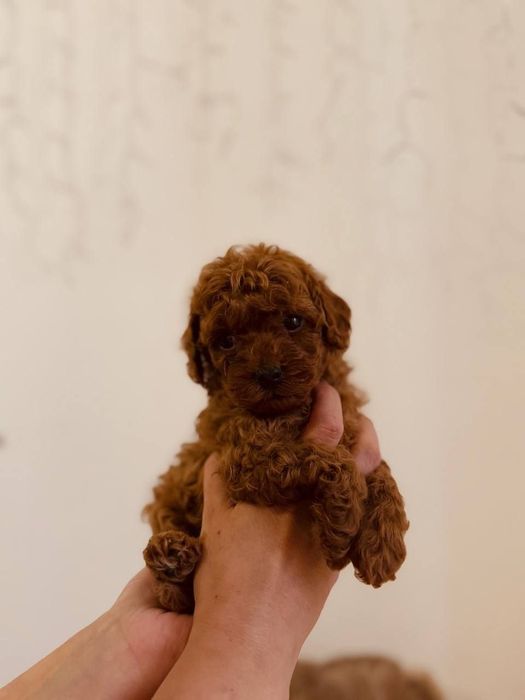 Малыши той пудель red brown