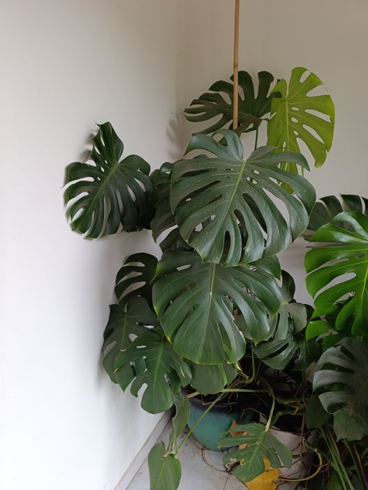 Sprzedam monster monstera olbrzymia