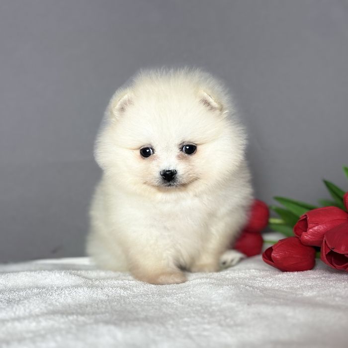 хлопчик шоу класу тип ведмедик