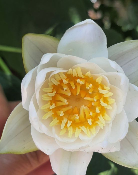 Продається мальовничий участок біля лісу, Кочерів,