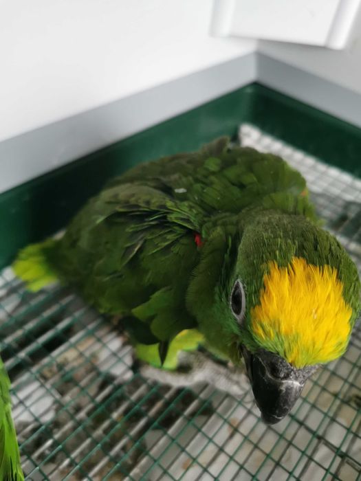 Papagaio amazona ochrocephala