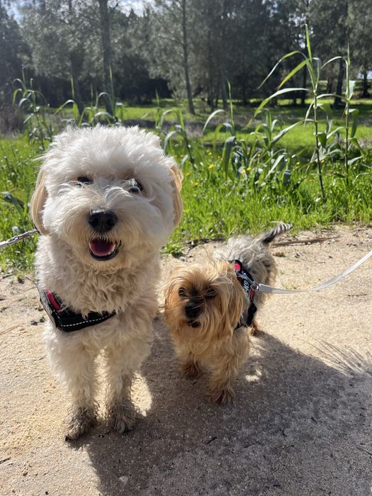 Pet Sitter e Dog Walker/Estadias para cães [Lisboa]