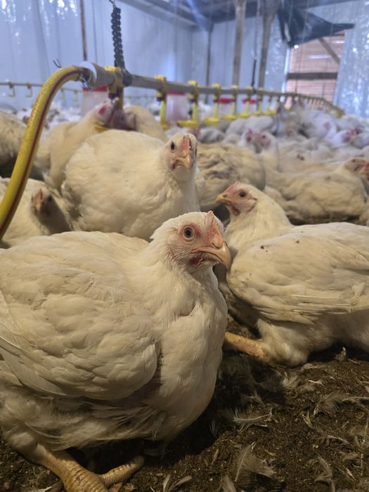 Продаж бройлерів