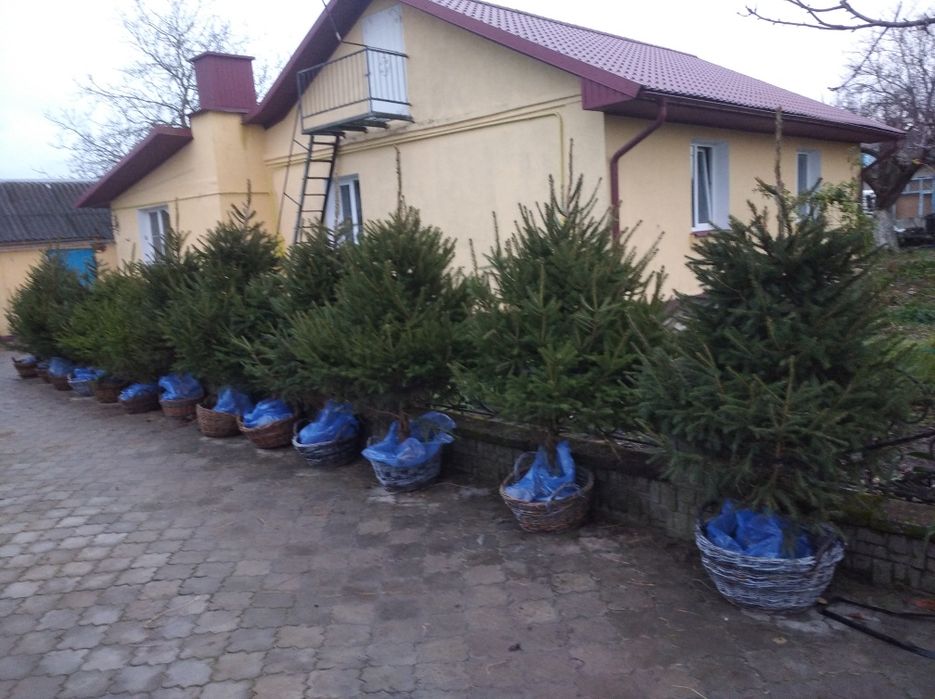 Продам живі ялинки в Луцькому районі