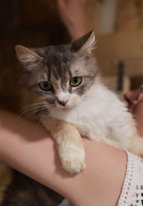 Акварель, 2 года, маленькая славная девочка кошка
