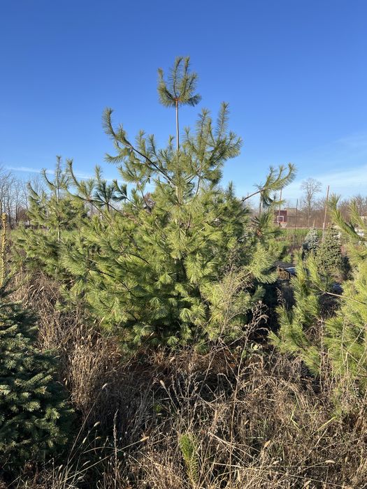 Сосна веймутова 3 м
