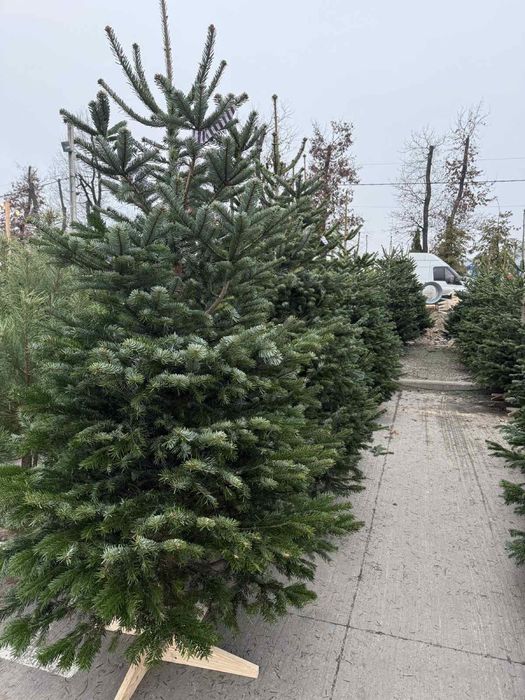 Живі Новорічні Ялинки. Ялиця Нордмана
