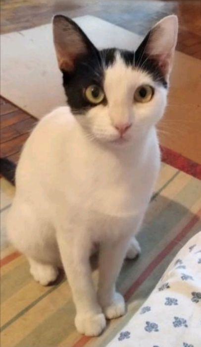 Отдам даром в добрые руки черно-белую кошечку