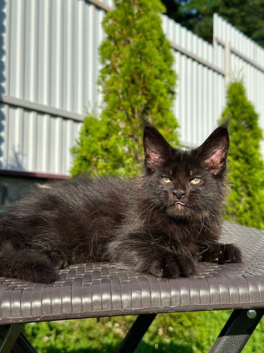 Zura-Kotka Maine Coon