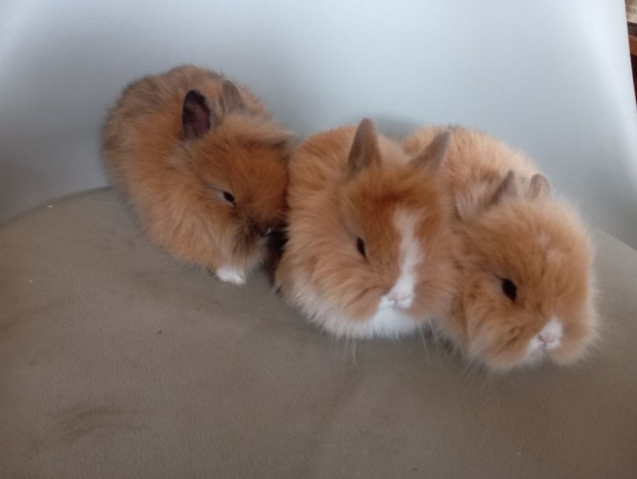 Sprzedam królika miniaturkę