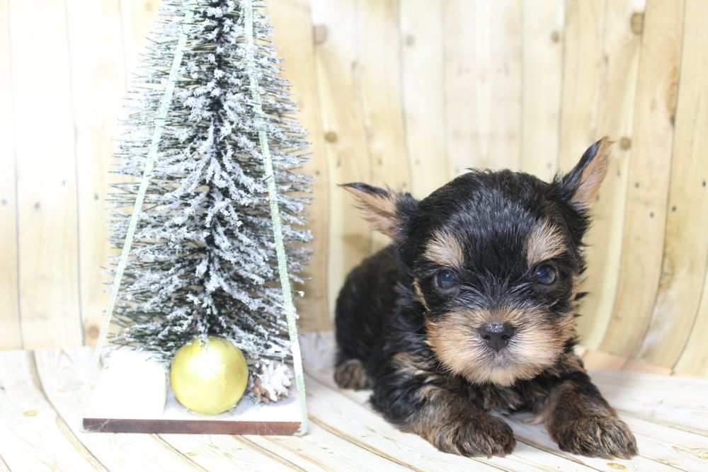 Цуценятка йоркширського терьєра