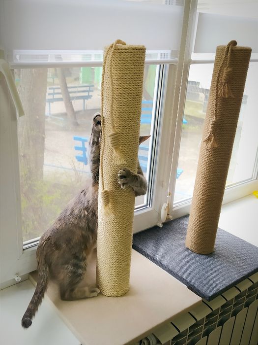 • когтеточка•кігтеточка