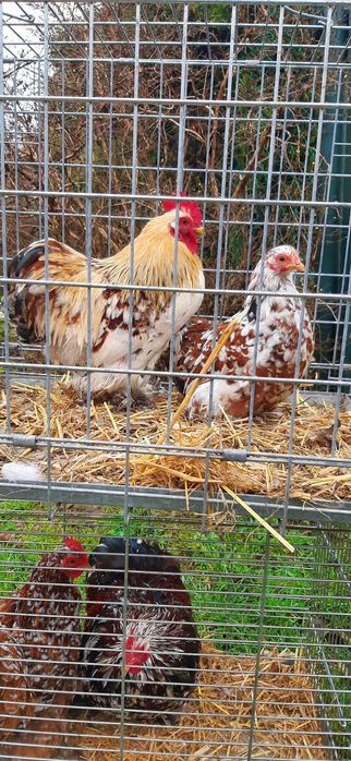 Kochin kochiny miniaturowe 160