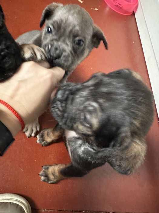 Цуценята Кане Корсо Одеса