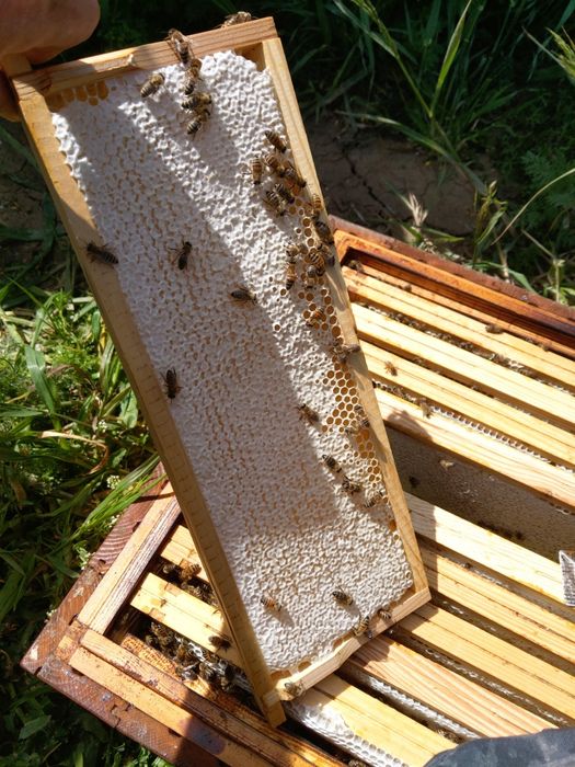 Odkłady pszczele wielkopolskie, 5 ramkowe