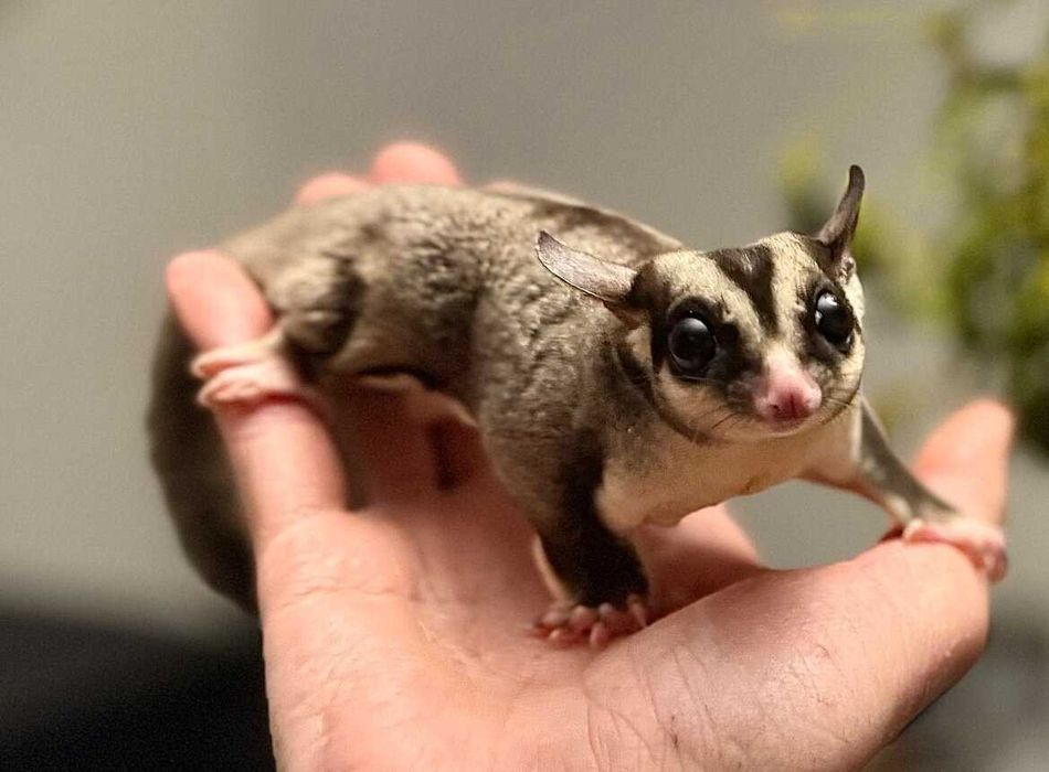 Lotopałanka młoda - samiec , samica Lotopałanki