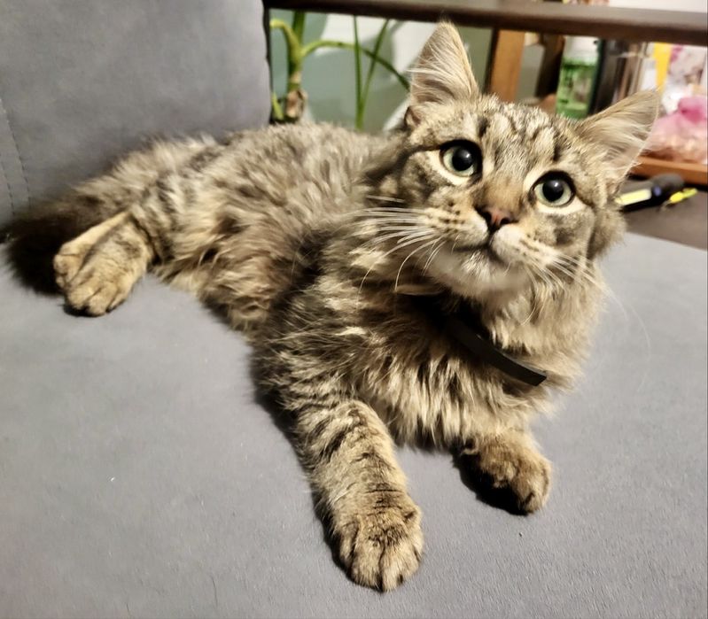 Тигровый котенок 6мес табби пушистый котик кошеня лесной