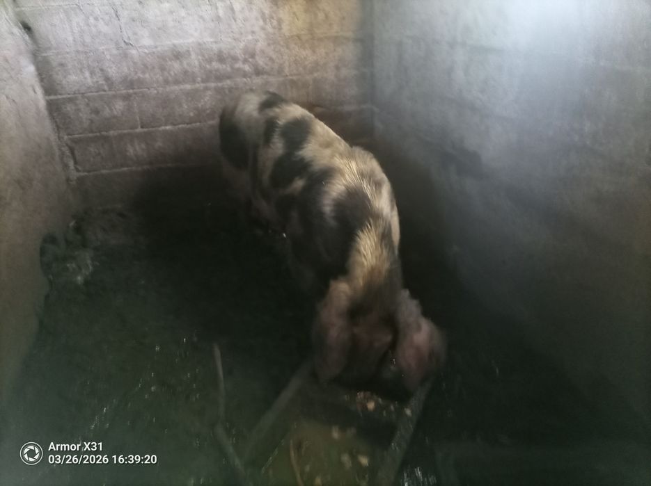 Venda de porco bizarro caseiro criado em casa