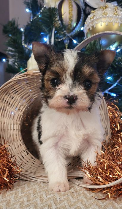 Дівчинка биверйорк