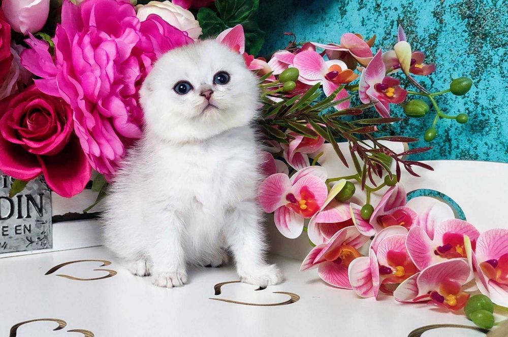 Шотландський висловухий Срібляста шиншила хлопчик Унікум