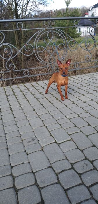 Карликовый пинчер